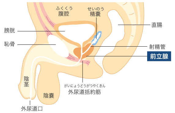 前立腺の場所